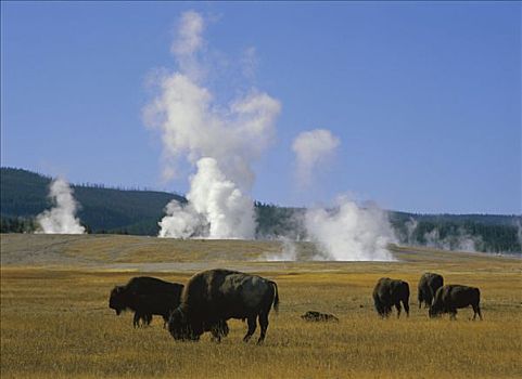 美洲野牛,野牛,牧群,放牧,靠近,喷泉,涂绘,罐,黄石国家公园,怀俄明