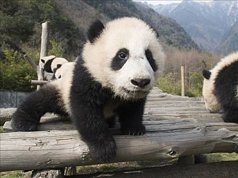 大熊猫,俘获,幼兽,卧龙大熊猫保护区,中国