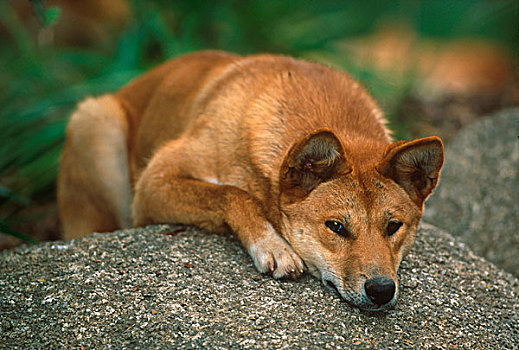 澳洲野狗,头部,休息,澳大利亚