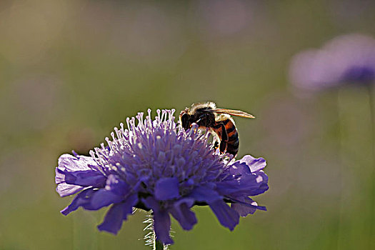 蜂蜜,蜜蜂,地点,山萝卜,特写,风景