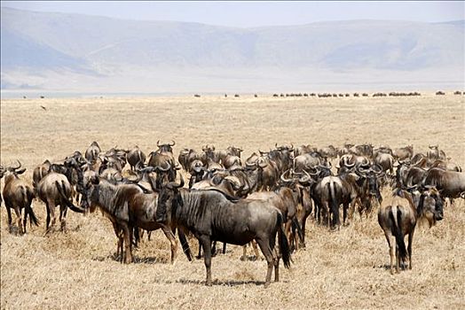牧群,蓝色,角马,干燥,草地,恩戈罗恩戈罗火山口,坦桑尼亚