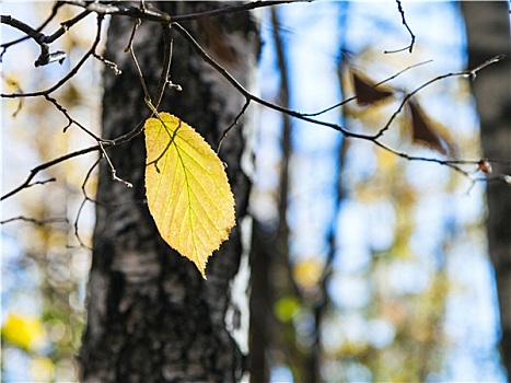 黄色,褐色,叶子,树上,秋天