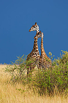 两,马赛长颈鹿,长颈鹿,站,热带稀树草原,马赛玛拉国家保护区,肯尼亚,非洲