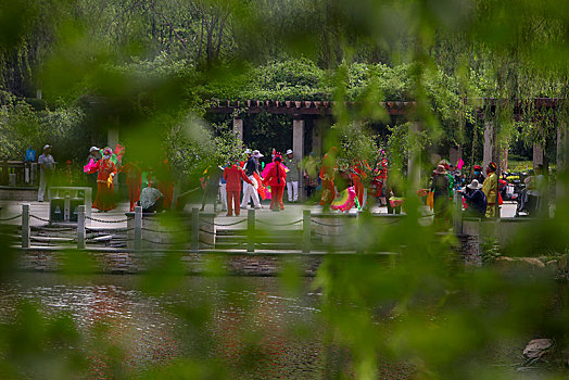 秦皇岛,公园,湖泊,湖水,赤麻鸭,野生,动物,保护,安家,落户,孵化,繁殖,一家,鸟