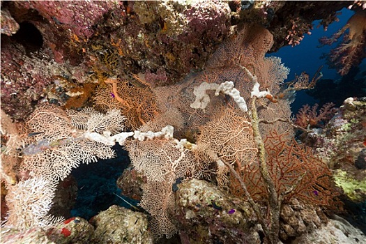 红海,珊瑚礁,鱼