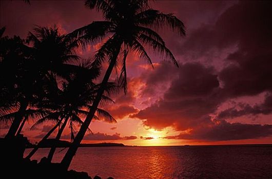 关岛,湾,鲜明,红色,日落,剪影,棕榈树,海滩