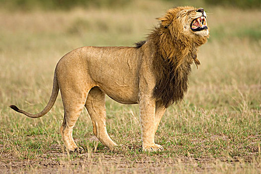 狮子,向上,气味,雌狮,马赛马拉,肯尼亚,东非