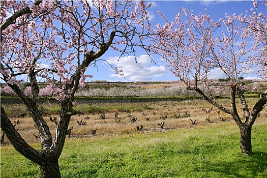 杏花,树,地点,粉色,白花