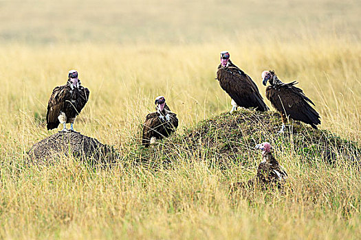 肉垂秃鹫,休息,草,马赛马拉国家保护区,肯尼亚,非洲
