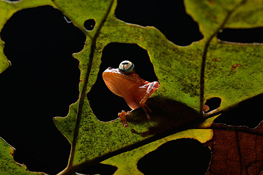 青蛙,叶子,国家公园,东方,马达加斯加,非洲