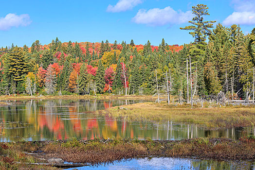 水塘,秋天,阿尔冈金省立公园,安大略省,加拿大,北美
