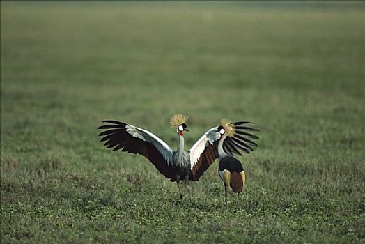 灰色,冠鹤,灰冠鹤,马赛马拉国家保护区,肯尼亚