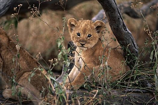 非洲狮,狮子,幼兽,肖像,塞伦盖蒂国家公园,坦桑尼亚