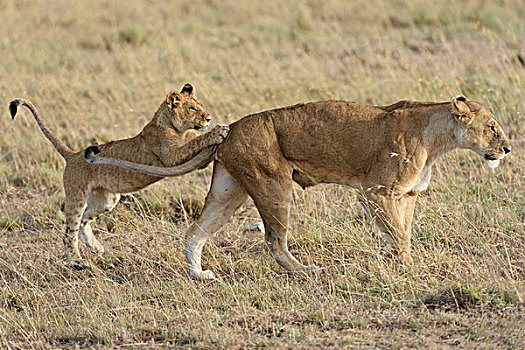 狮子,幼兽,玩,马赛马拉国家保护区,肯尼亚,非洲