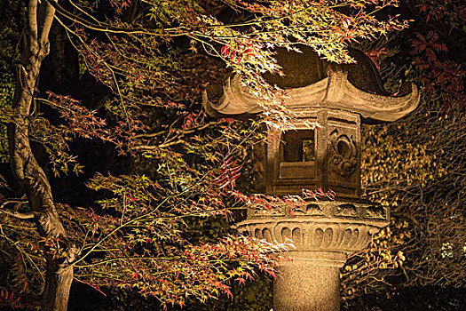 花园,夜晚,东京,日本