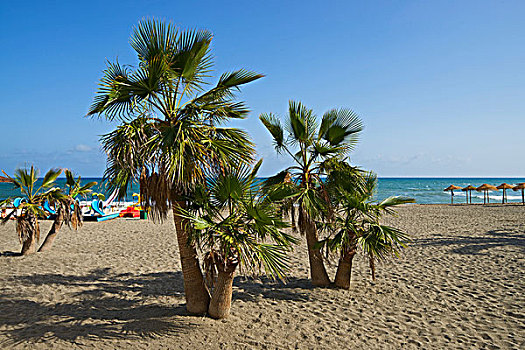 海滩,棕榈树,马贝拉,哥斯达黎加,安达卢西亚,西班牙,欧洲