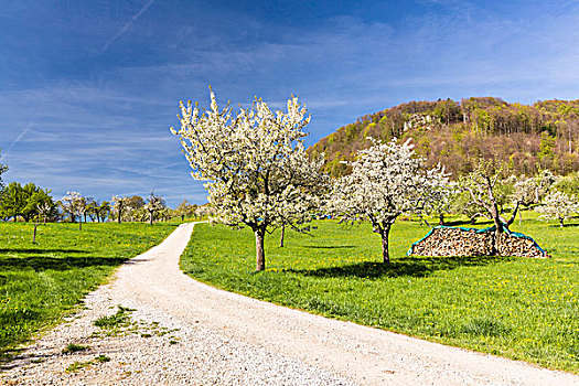 樱桃树,开花,牧场,靠近,乡间小路,春天,瑞士