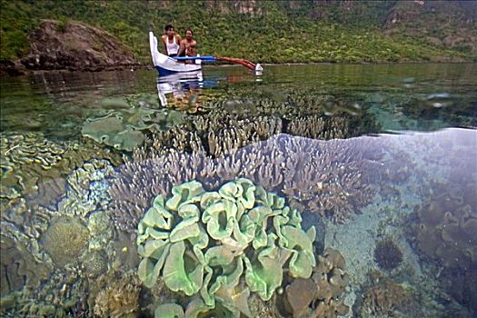 印度尼西亚,科莫多,捕鱼者,上方,茂密,珊瑚礁