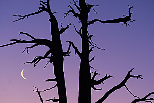剪影,枯木,月亮,日出,靠近,太浩湖,加利福尼亚