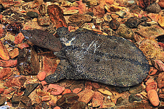 龟,浅水,古农列尤择国家公园,北方,苏门答腊岛,印度尼西亚