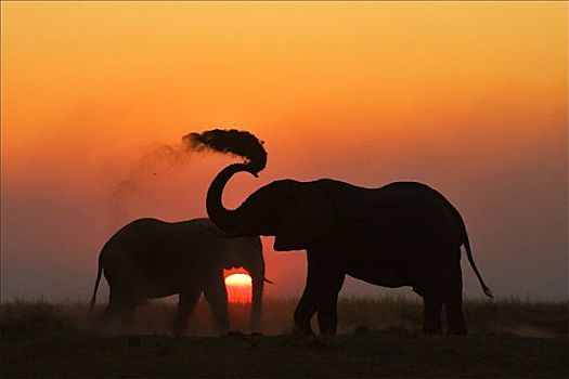 非洲象,日落,乔贝国家公园,博茨瓦纳,非洲
