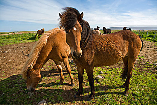 冰岛马,放牧,冰岛