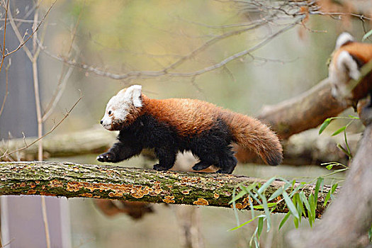 小猫熊,小熊猫,少年,树枝