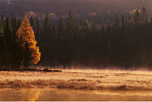 晨雾,水塘,阿尔冈金省立公园