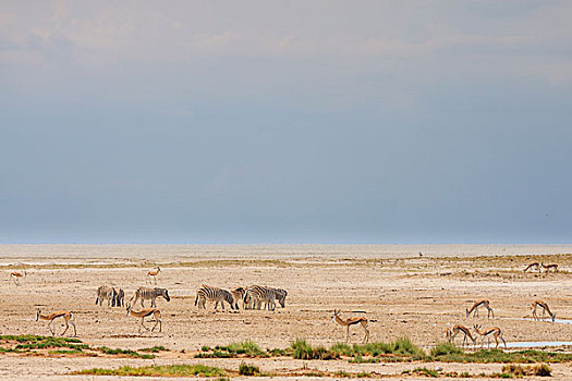 野生动物,水,埃托沙国家公园,纳米比亚,非洲