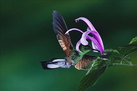 蜂鸟,穿刺,花,盗窃,花蜜,蒙特维多云雾森林自然保护区,哥斯达黎加