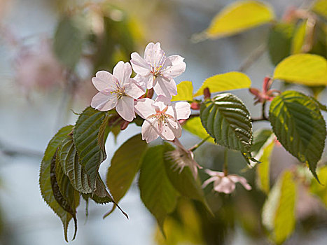 樱花