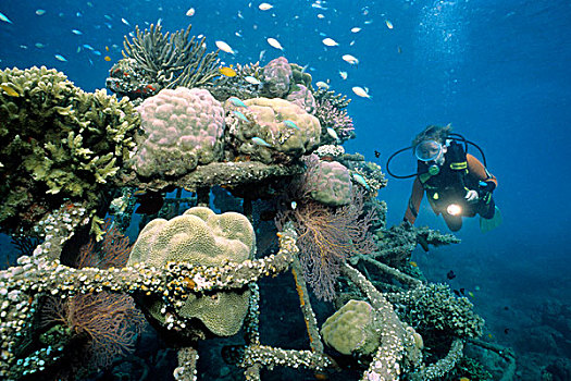 水中呼吸器,潜水,人造,礁石,珊瑚,水生,有机生物,巴厘岛,印度尼西亚,亚洲