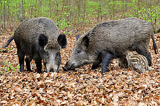 野猪,野生,母猪,觅食,公猪,小猪,俘获,北莱茵威斯特伐利亚,德国,欧洲