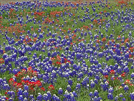 沙子,矢车菊,羽扇豆属,火焰草,花,开花,丘陵地区,德克萨斯
