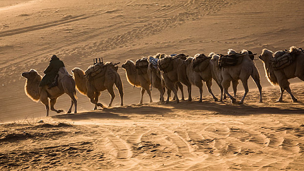 阿拉善骆驼那达慕大会
