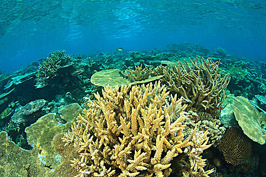 质朴,硬珊瑚,礁石,北方,环礁,南方,马尔代夫,印度洋
