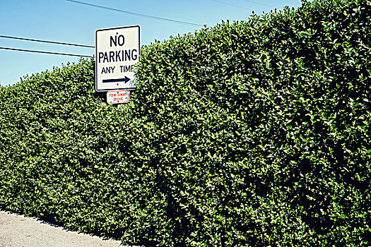 禁止停车,标识,箭头,指点,树篱
