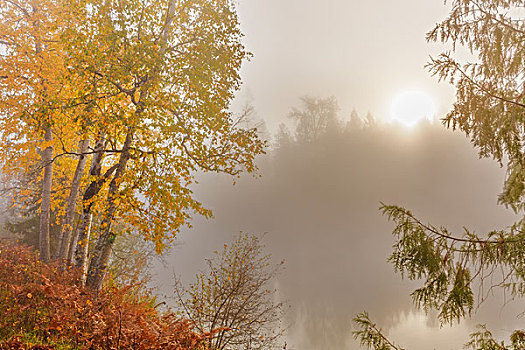 雾状,日出,上方,河,秋天,靠近,不列颠哥伦比亚省,加拿大,大幅,尺寸