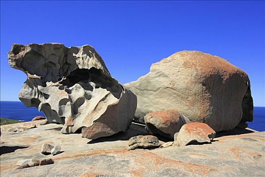 石头,袋鼠,岛屿,澳洲南部,澳大利亚