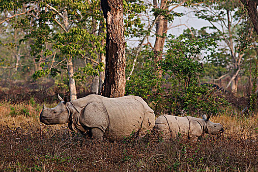 犀牛,喂食,卡齐兰加国家公园,印度