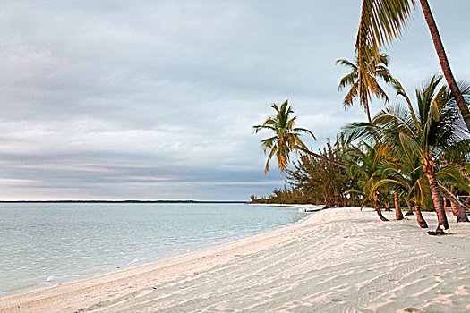 海滩,自然,海洋,夏天,休闲,概念,热带沙滩,棕榈树