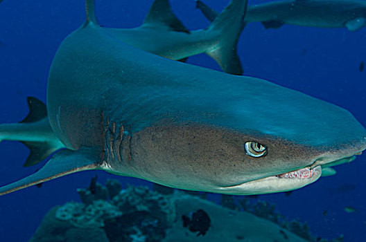 灰三齿鲨,湾,巴布亚新几内亚