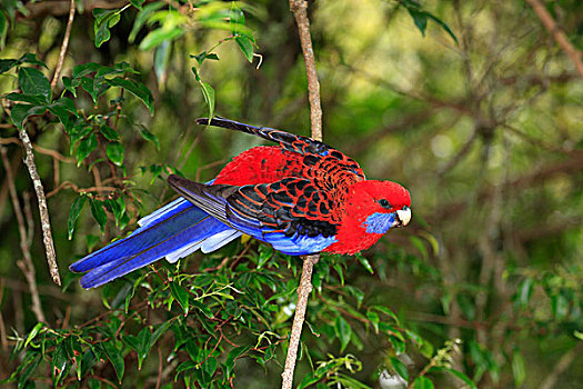 深红色,成年,树,拉明顿国家公园,昆士兰,澳大利亚