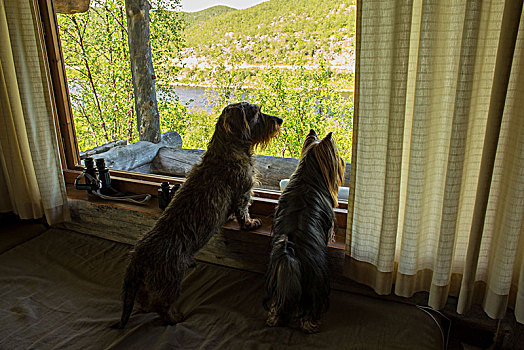 狗,向外看,窗户,拉普兰,芬兰