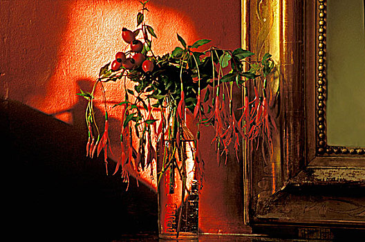晚樱科植物,花束,室内