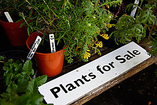 植物,出售,住宿,花园,萨默塞特,英格兰