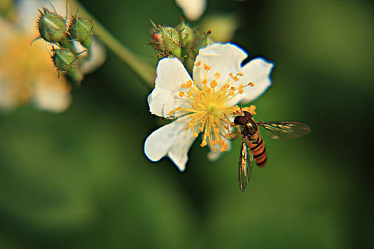 蔷薇花,蜜蜂