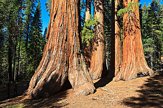 美洲杉,优胜美地,西部,优胜美地国家公园,加利福尼亚,美国,北美