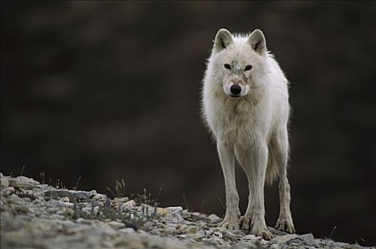 北极狼,狼,靠近,艾利斯摩尔岛,加拿大