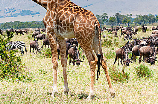 长颈鹿,马赛马拉国家保护区,肯尼亚